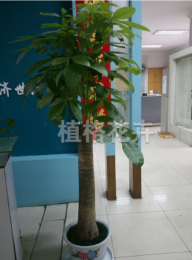 呈贡盆景费用_自贸区租赁、典当制作-昆明植格花卉有限公司